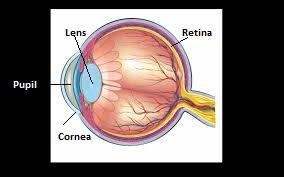 Both the lens and the cornea of the eye have a primary function of A. detecting colors-example-1