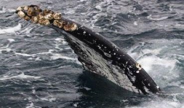 Barnacles are a type of arthropod in the subphylum Crustacea, and are related to crabs-example-1