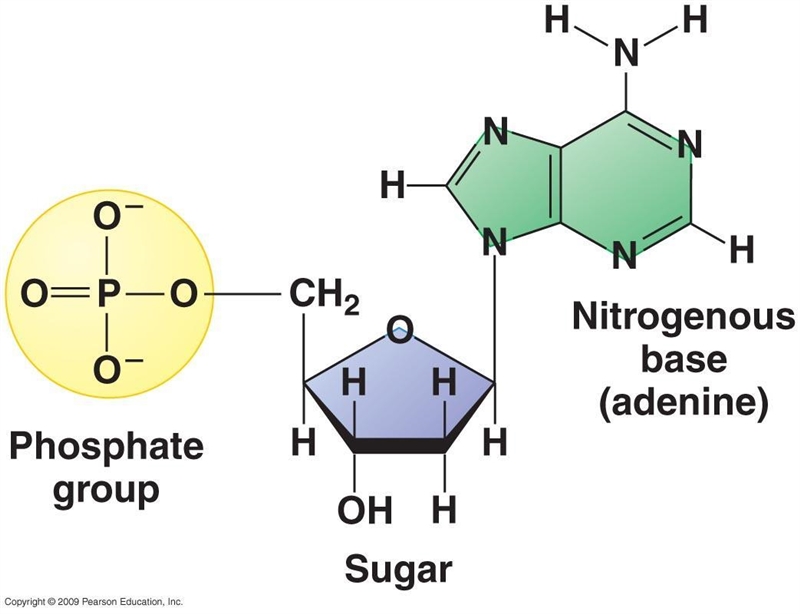 3 parts of a nucleotide-example-1