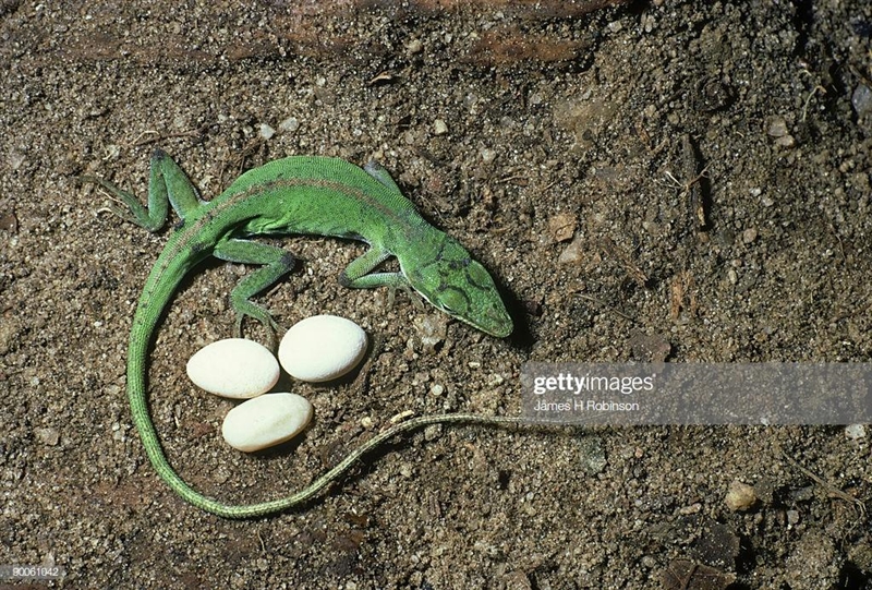 Which vertebrate lays its eggs on land? a. lizard b. frog c. newt d. catfish-example-1