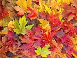 Add a picture of leaves.-example-1