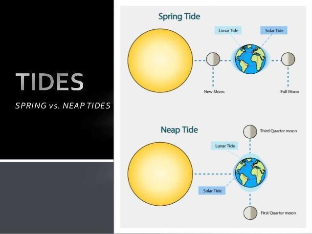 How often do spring and neap tides occur-example-1