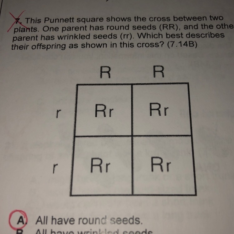 this Punnett square shows the cross between two pants. One parent has round seeds-example-1