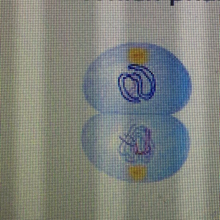 *WILL MARK BRIANLIEST!!* which phase of cell division is shown? A. prophase I of meiosis-example-1