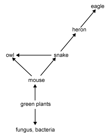 In this food web, which group would increase in number if snakes were eliminated? A-example-1