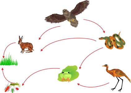 An ecosystem is shown in the illustration. Assume that human activities have led to-example-1