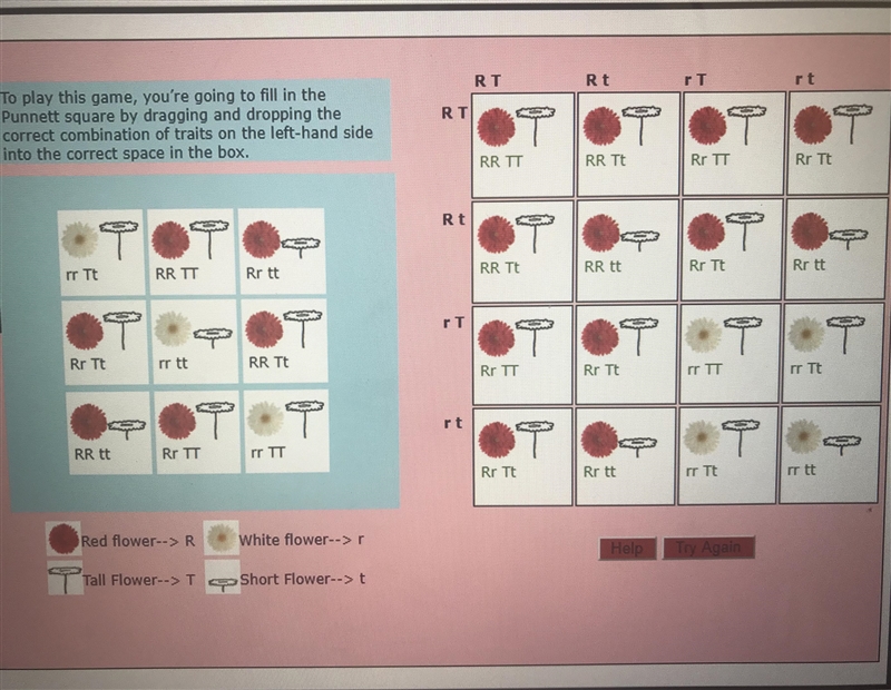 PLEASE HELP!!! >_< Q. 1. What genetic combination does RRtt produce in this-example-1