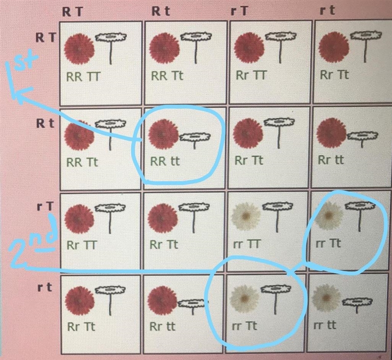 PLEASE HELP!!! >_< Q. 1. What genetic combination does RRtt produce in this-example-1