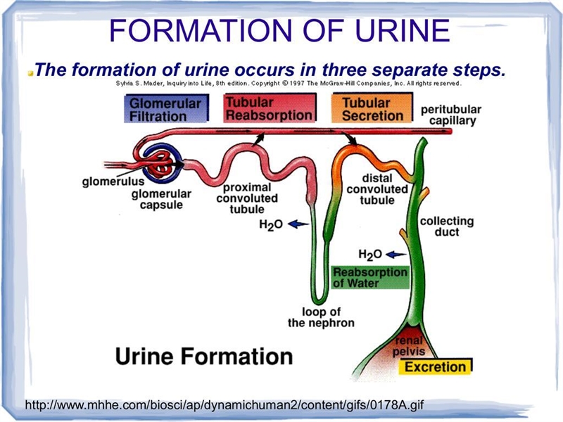 Place the regions of the nephron in the correct order for the process of urine formation-example-1