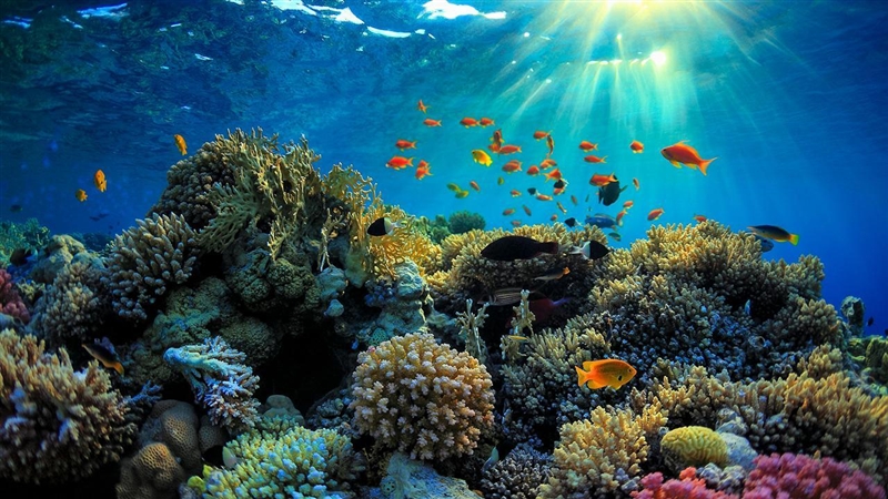 What does the great barrier reef look like-example-1