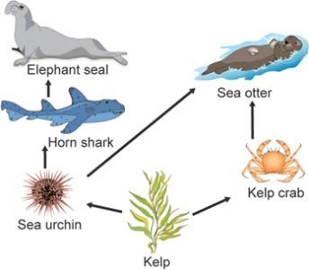 An ocean food web is shown. Which organism has the most available energy? A- sea urchin-example-1