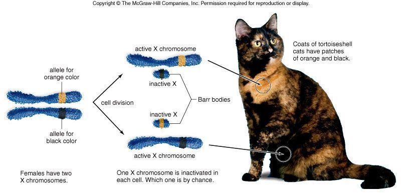 En qué consiste la inactivación del cromosoma X, por qué ocurre y cómo este fenómeno-example-1