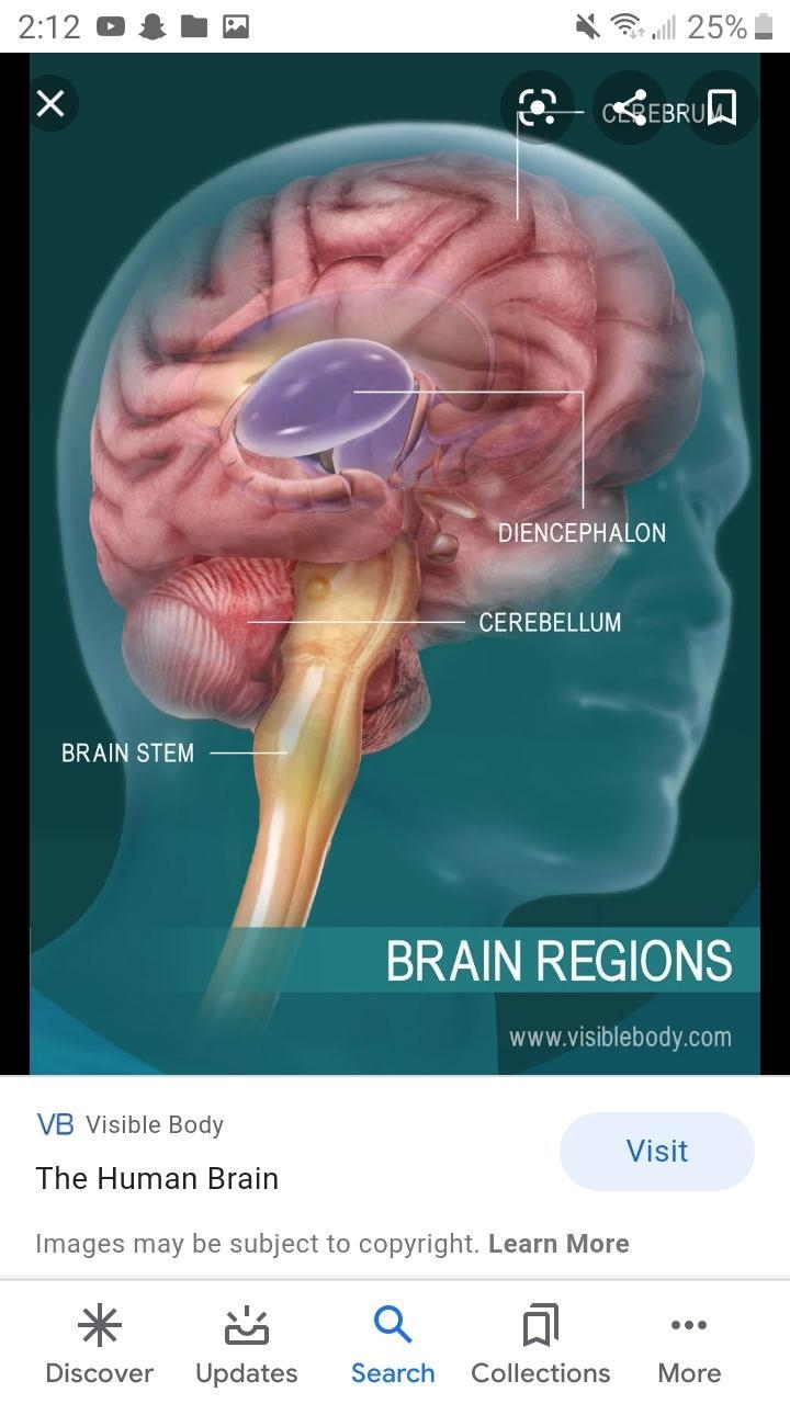 List the four major anatomical regions of the brain.-example-1