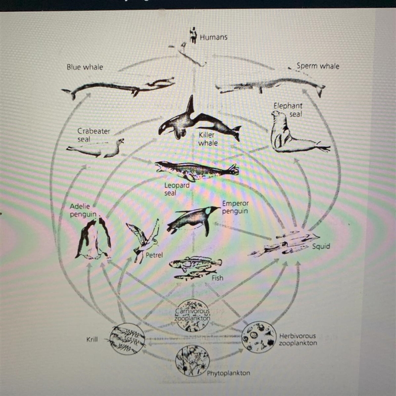 How would a die-out herbivore zooplankton impact the food web?-example-1