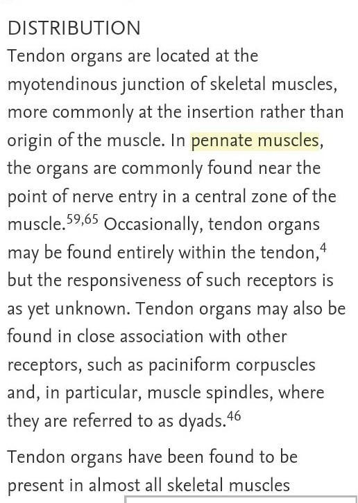 How long have pennate muscles been studied, how were they discovered, when and who-example-4