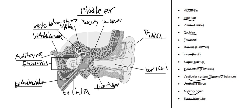 In this assignment, you will label a blank diagram of an ear and describe the steps-example-1