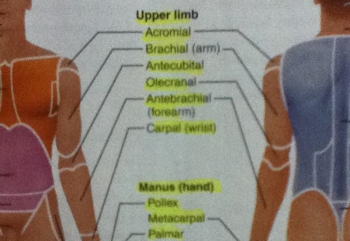 What is a paragraph proofWhich list contains terms related to the upper extremities-example-1