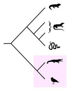 Consider the cladogram. Which is the best description of the two organisms highlighted-example-1