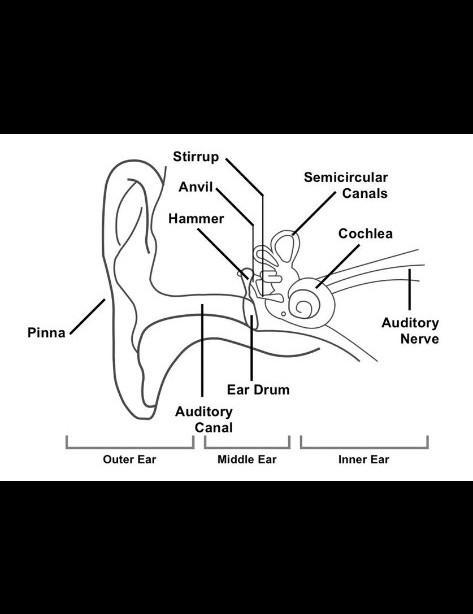 In this assignment, you will label a blank diagram of an ear and describe the steps-example-1