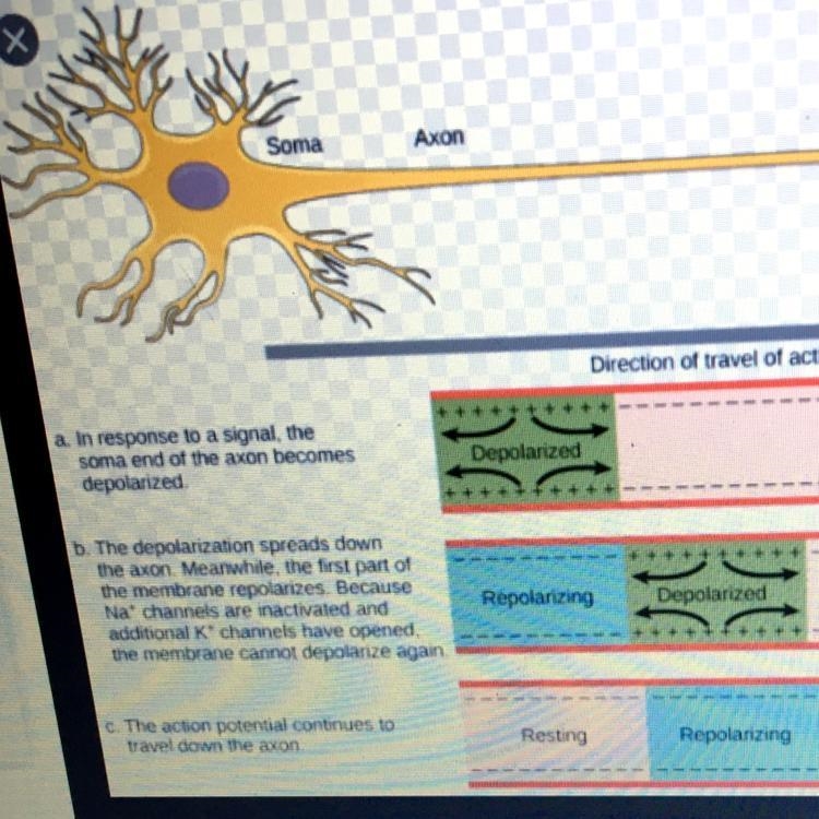 Write a step-by-step explanation of how a signal travels from the synapse of one end-example-1