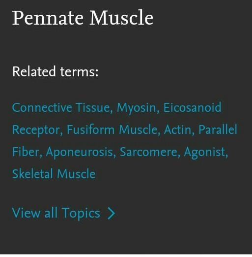 How long have pennate muscles been studied, how were they discovered, when and who-example-1