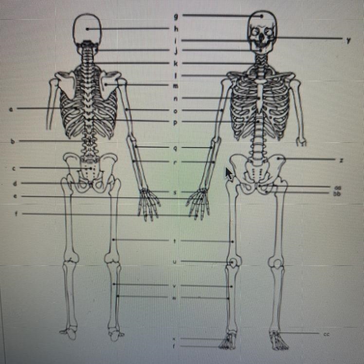 Label the skeletal system You only have to label the Ribs Coccyx Frontal Maxilla Scapula-example-1