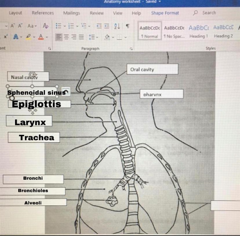 Label respiratory system diagram-example-1