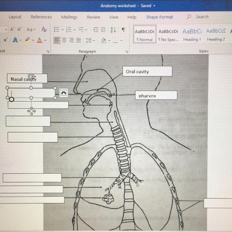 Label respiratory system diagram-example-1