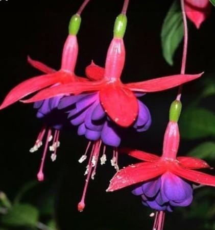 Whats the name of this flower​-example-1