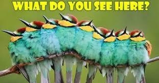 Do you see a caterpiller or a set of birds Explain your reason for you belief on Caterpiller-example-1