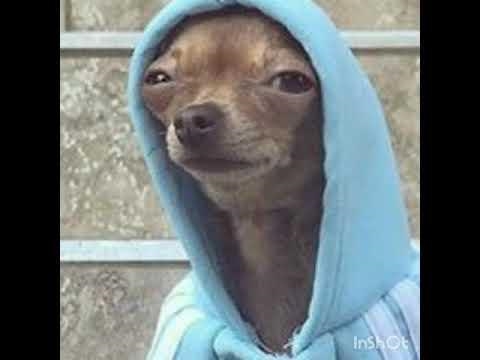 Dog in a blue hoodie LOL-example-1