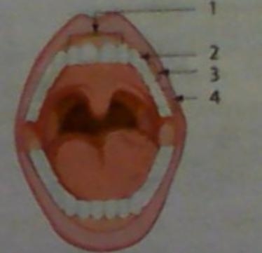 1. look ar the picture and write the correct numbers. also lable the teeth in the-example-1