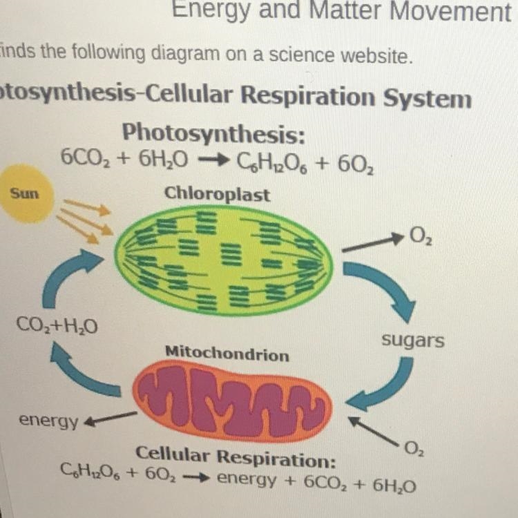 Which statement BEST describes the movement of energy and matter in this system? A-example-1