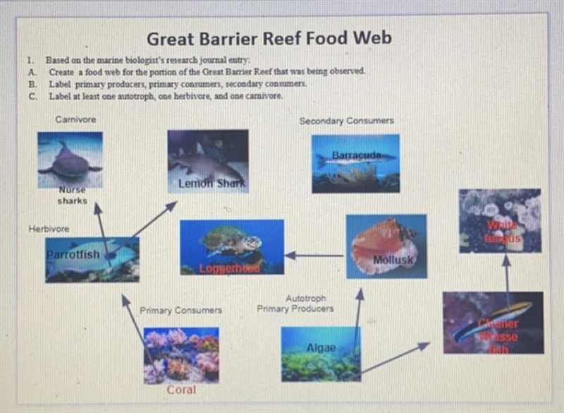 Can someone please tell me if the arrows in this food web are pointing to the right-example-1