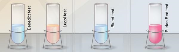 Which foods would have the following nutrient test results? (results shown below) a-example-1