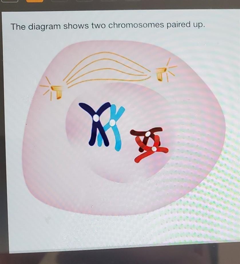 The diagram shows two chromosomes paired up. Which process is being shown? O sexual-example-1