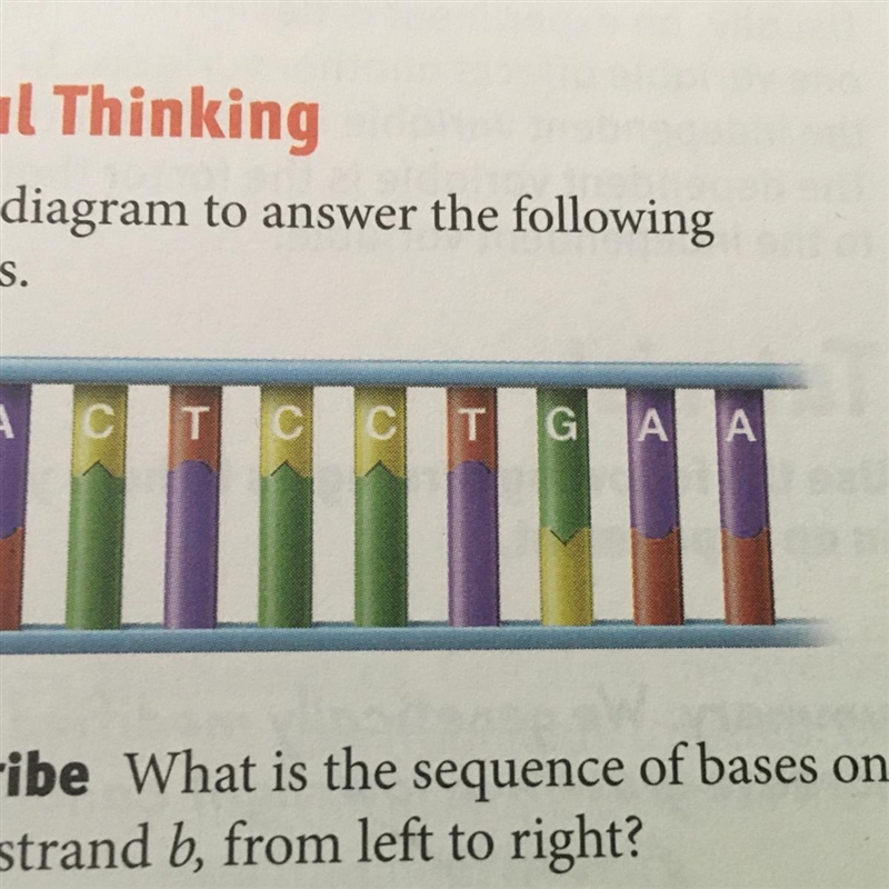 What is the sequence of cases on dna strand b from left to right? (See picture)-example-1