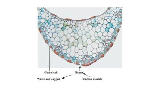 The image shows oxygen and carbon dioxide exchanged between a leaf of a plant, and-example-1