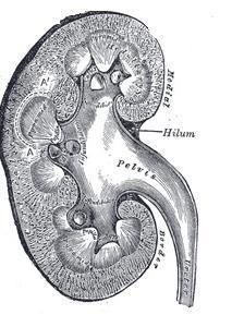 A human organ is pictured above. What is the name and function of this organ?-example-1