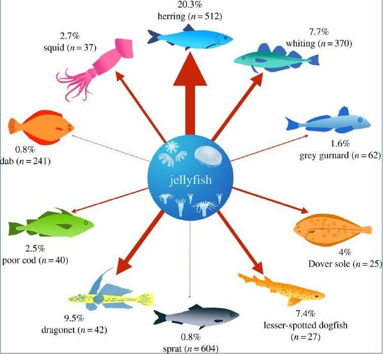 It was believed for a long time that Jellyfish were a trophic “dead end” and that-example-1