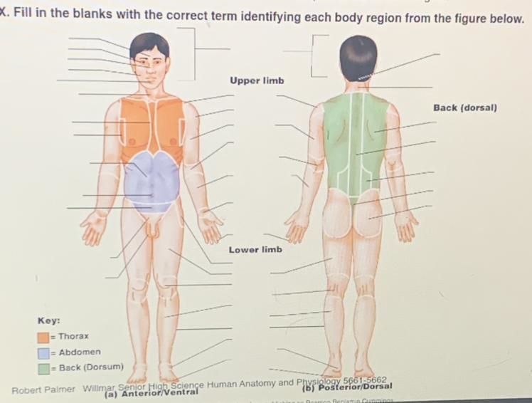 Can someone help me with my my anatomy homework-example-1