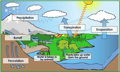 In which step of the water cycle does most of Earth's water enter the atmosphere? A-example-1