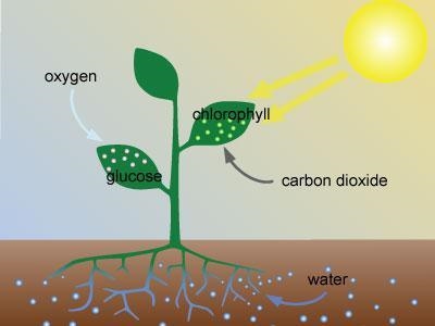 Study this image of the process of photosynthesis. What’s wrong with the image? A-example-1