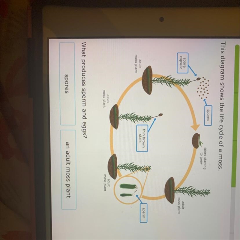 What produces sperm and eggs? A. spores B. an adult moss plant-example-1