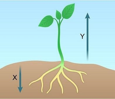 The diagram shows a bean plant growing in soil. Which labels best complete the diagram-example-1