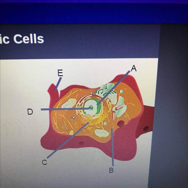 Identify the structures in the cell pictured on the right. Label A Label B Label C-example-1