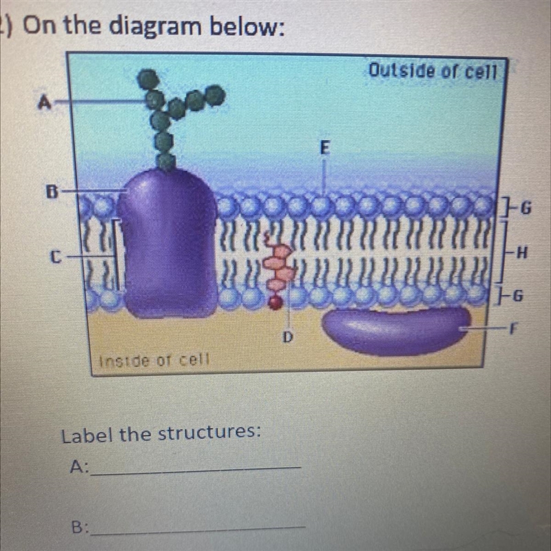 12) On the diagram below: Outside of cell A B 1-6 С -H 1-G D -F Inside of cell Label-example-1