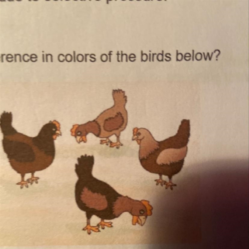 What term best describes the difference in colors of the birds below?-example-1