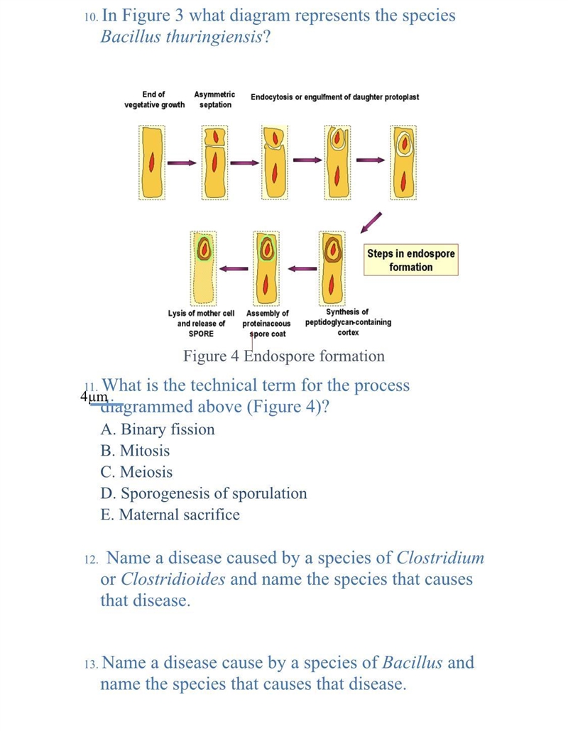 Name the disease caused by a species clostridium?-example-1