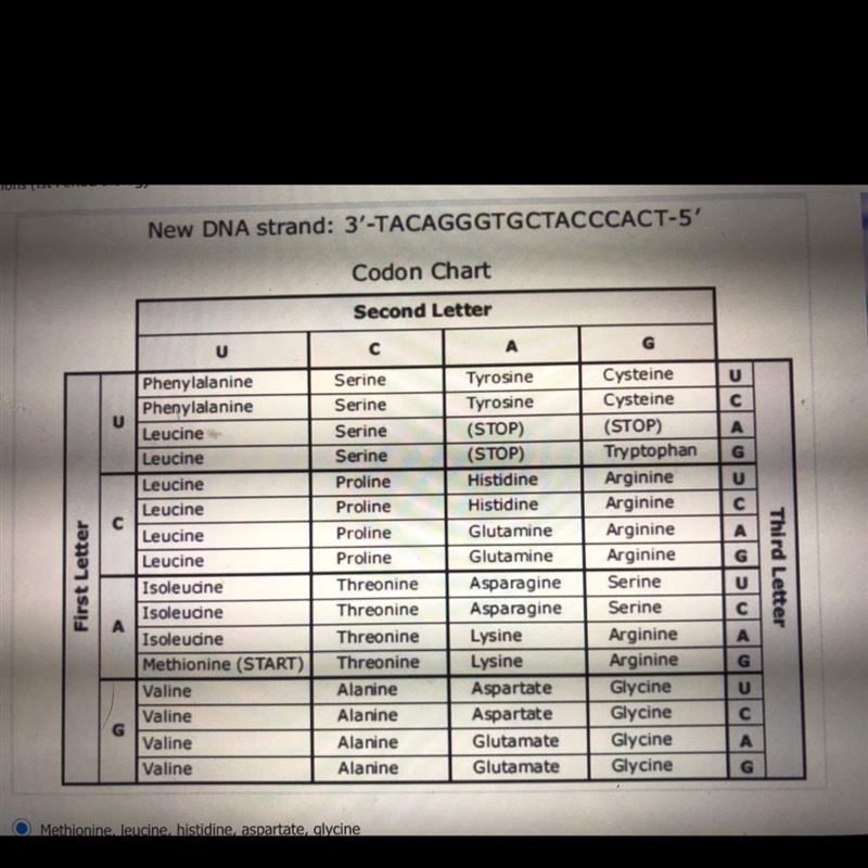 What's the new peptide chain when the new DNA segment is translated?-example-1